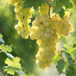 Section œnologie soirée dégustation